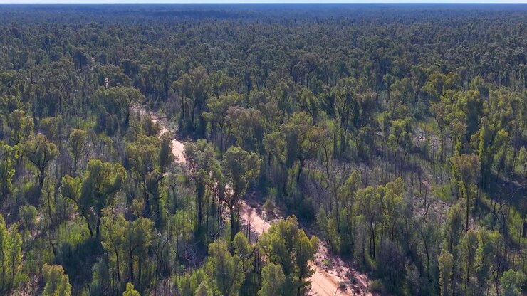 Luftfoto med bredt skud, der følger tæt eukalyptus-buskads og en snoet grusvej i Australien