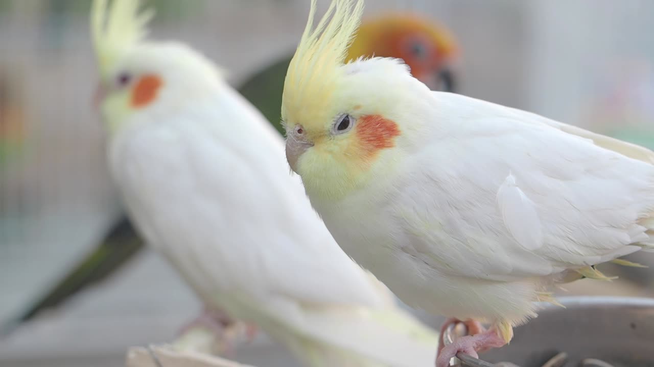 las cacatúas blancas somnolientas