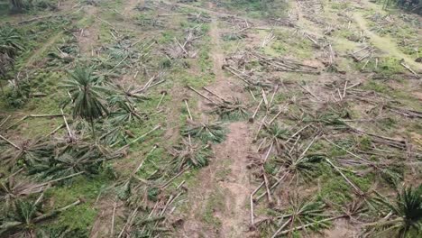 La-órbita-Tomó-La-Tierra-Despejada-De-La-Plantación-De-Palma-Aceitera-En-Malasia,-En-El-Sudeste-Asiático.