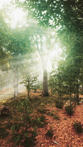 sunbeams in a foggy forest