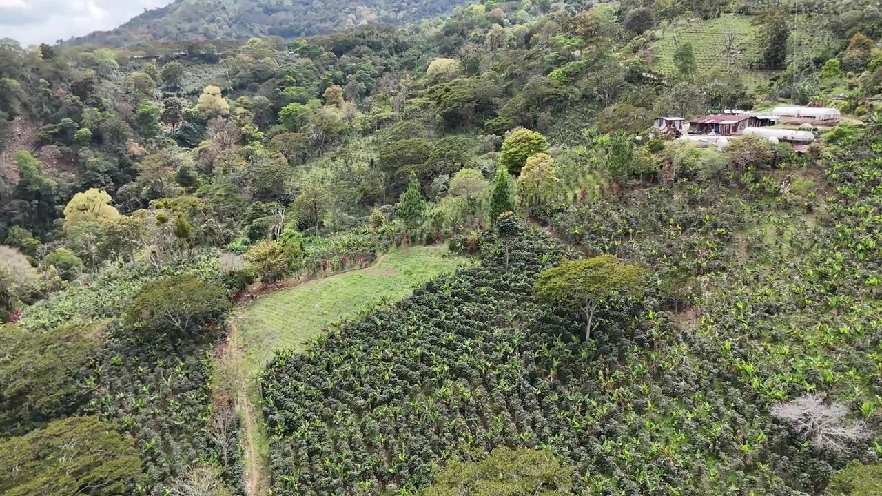 Vista aérea de una exuberante plantación de café verde en la ladera de una montaña en Honduras, Centroamérica, paisaje agrícola rural
