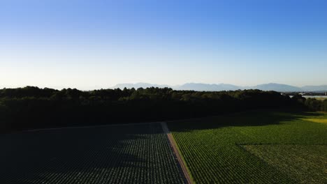 British-Columbia,-Kanada-Delta-Westham-Island-Natur-Bäume-Weingut-Bauernhof-Blauer-Himmel-Luftaufnahmen-Von-Drohnen