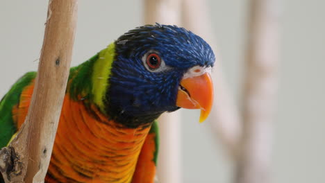 Nahaufnahme-Eines-Regenbogen-Lorikeet-Papageis,-Der-Auf-Einem-Ast-Thront