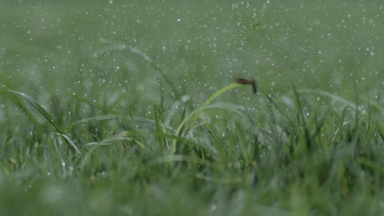 Golf club hits a white golf ball in a super slow motion. Drops of morning dew and grass particles rise into the air after the impact. Shot on super slow motion camera 1000 fps.