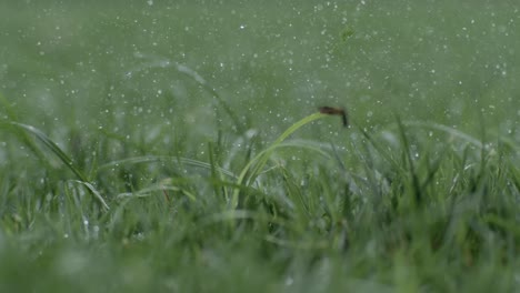 el club de golf golpea una pelota de golf blanca en una cámara súper lenta. gotas de rocío matutino y partículas de hierba se elevan en el aire después del impacto. filmado en una cámara de super cámara lenta de 1000 fps.