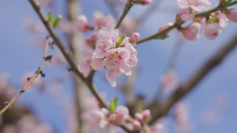 las flores de primavera