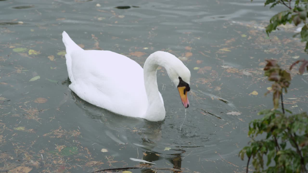 Slowmotion close up of a swan bringing it's head out of the water and diving back down in search of food