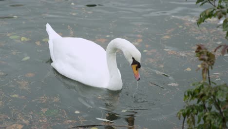 Slowmotion close up of a swan bringing it's head out of the water and diving back down in search of food