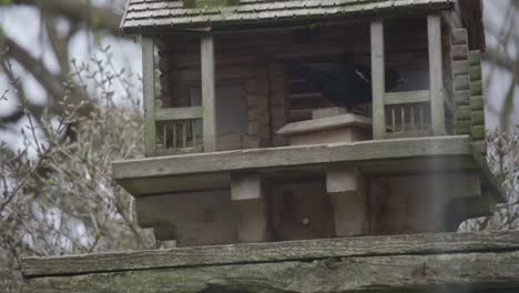 Slow-Motion-Shot-Of-Red-Winged-Blackbird-Feeding-In-Canadian-Backyard