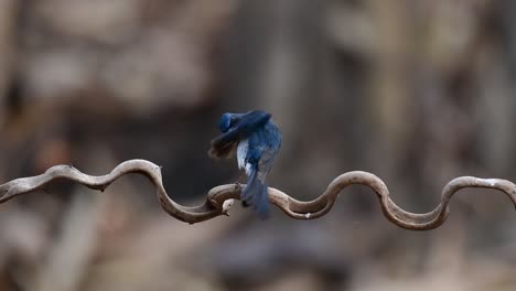 el papamoscas azul de indochina se encuentra en los bosques de las tierras bajas de tailandia, conocido por sus plumas azules y su pecho de naranja a blanco