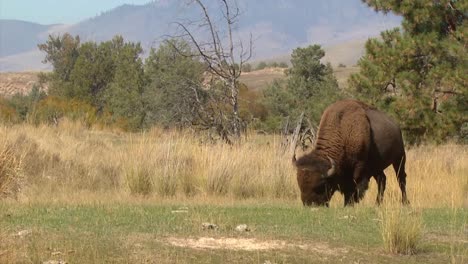 bisonte americano pastando