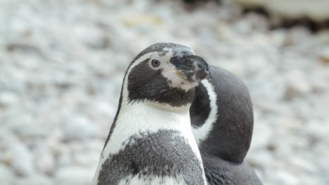 Nahaufnahme-Von-Pinguinen-An-Einem-Felsigen-Strand---Zeitlupe