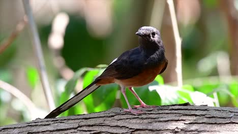 the white-rumped shama is one of the most common birds in thailand and can be readily seen at city parks, farm lands, wooded areas, and the national parks