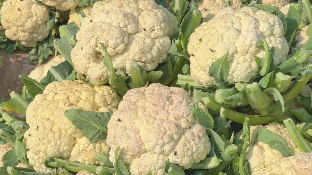 Flies on the culiflower for sale at the local farmers market in india