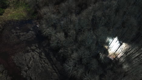 Thicket-Of-Trees-In-Bottomland-Hardwood-Forest-In-Bell-Slough-Wildlife-Management-Area-Near-Mayflower-In-Arkansas