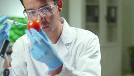 chemist researcher injecting tomato with chemical pesticides for farming experiment. scientist woman working in botany laboratory