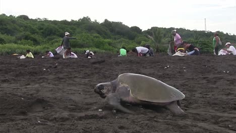 tortugas golfinas suben por una playa con mexicanos al fondo