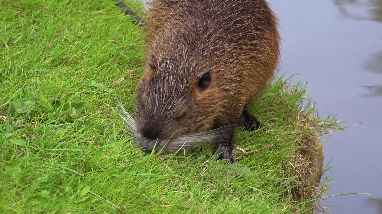 Un castoro si trova lungo la riva di un fiume