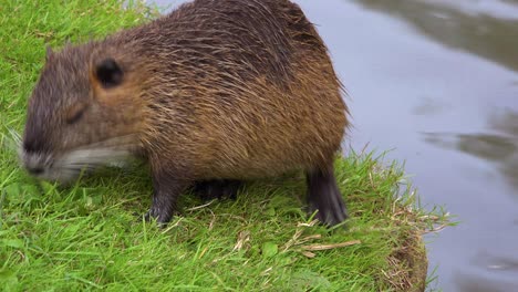 a beaver stands along the shore of a river