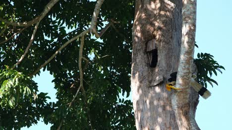 Gran-Cálao-Buceros-Bicornis-Visto-Posado-En-Una-Rama-Debajo-Del-Nido-Esperando-A-Que-Salga-La-Hembra,-Parque-Nacional-Khao-Yai,-Tailandia