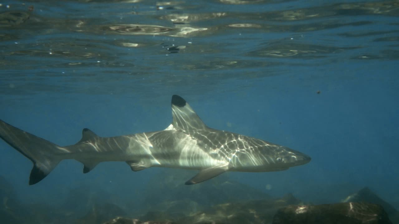 un hermoso tiburón de arrecife de punta negra nadando en aguas poco profundas - cámara lenta