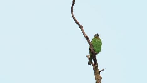 Green-eared-Barbet,-Psilopogon-faiostrictus