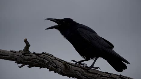 silhouette of a raven perched on a branch against a gray sky, captured from a low angle