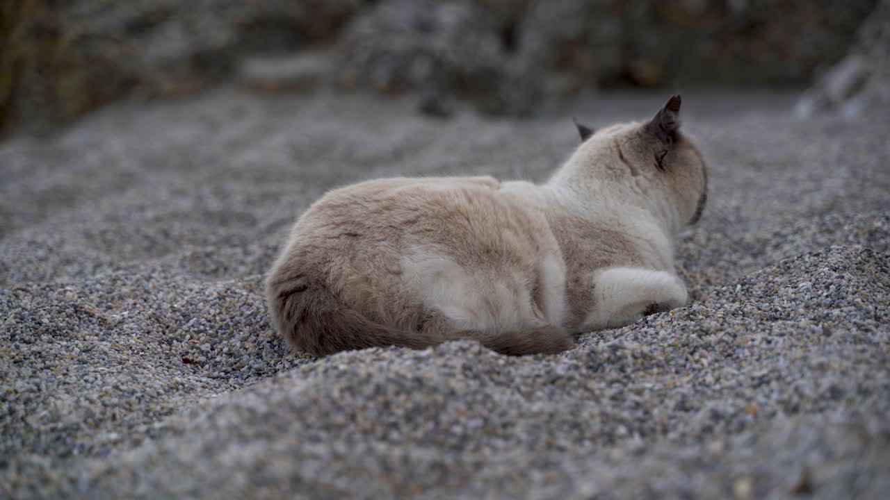 gato marrón y blanco soñoliento relajándose en la arena en la playa