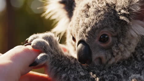 baby koala touching a hand