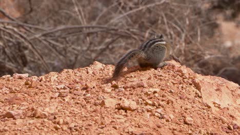 Ardilla-Gris-Occidental-Buscando-Comida-En-El-Bosque-De-Secuoyas-En-El-Parque-Nacional-De-Yosemite,-California-En-Abril