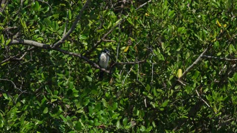 Buscando-Activamente-Cangrejos-Para-Comer-Mientras-Está-Posado-En-Una-Rama-Durante-Un-Día-Muy-Ventoso,-El-Martín-Pescador-De-Collar-Todiramphus-Chloris,-Tailandia