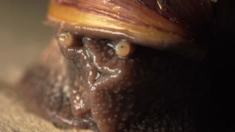 close-up of a snail's face