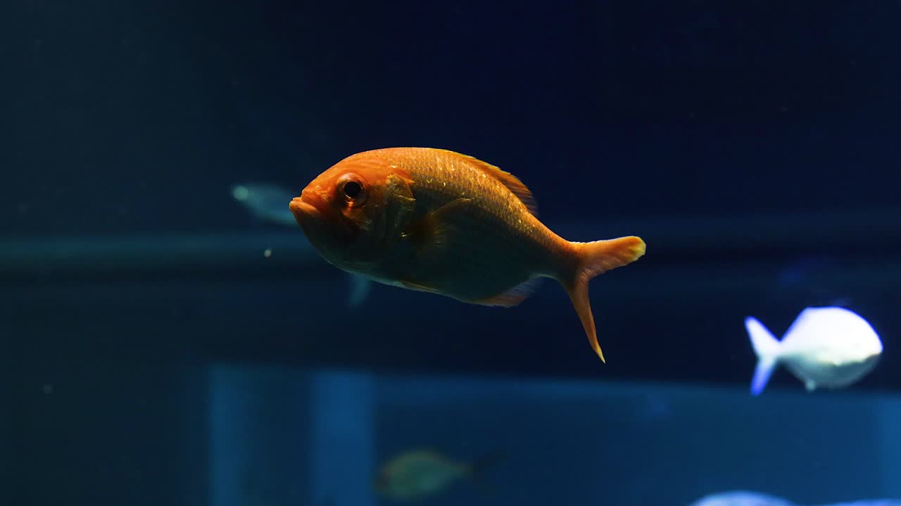 오렌지색 물고기가 조용한 수족관에서 지나간다