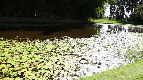 time-lapse of water lilies opening in sunlight