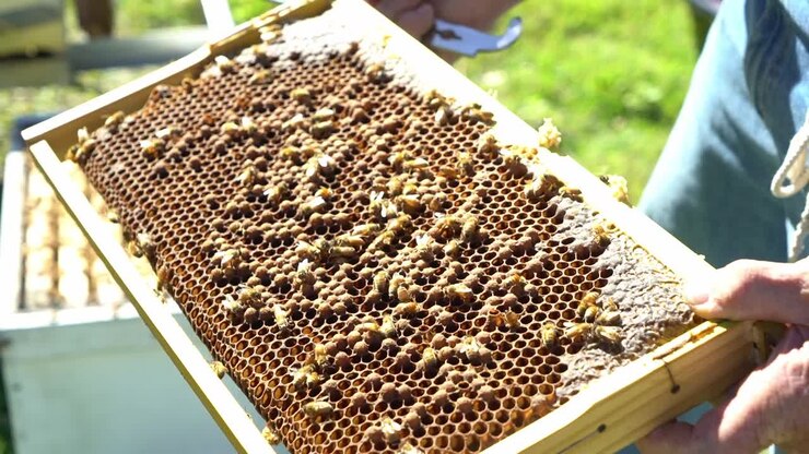 Static shot finger pointing at bee drone in hive comb