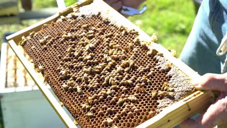 static shot finger pointing at bee drone in hive comb