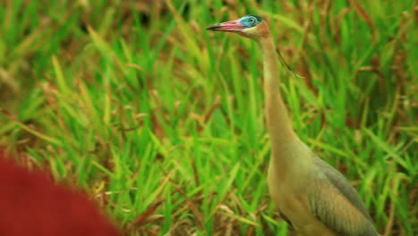 astonished wisthling heron sneaking into savanna grasslands