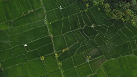 aerial view rice terraces drone flying over rice paddies agricultural farmlands crop farms of rural asia 4k