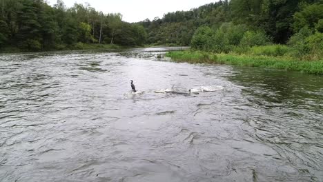 Wasservögel-Im-Fluss