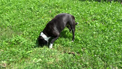 sideways moving shot of a staffie dog playing with a stick and ripping out grass