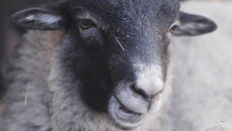 close up portrait of sheep with black and white face chewing grass moving jaws