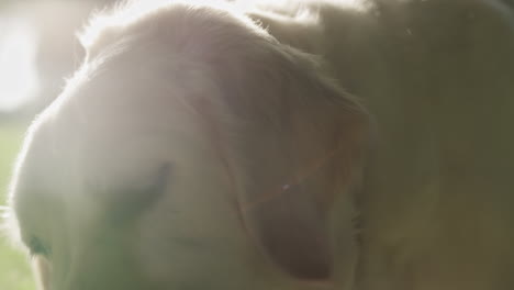 primer plano golden retriever mordiendo hueso en el parque de luz solar de verano. mascotas juguetonas