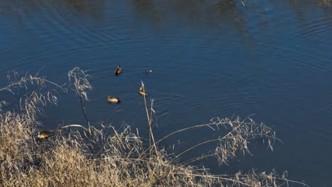 Mallards-Ducks-Swimming-At-Bell-Slough-State-Wildlife-Management-Area-In-Arkansas,-United-States