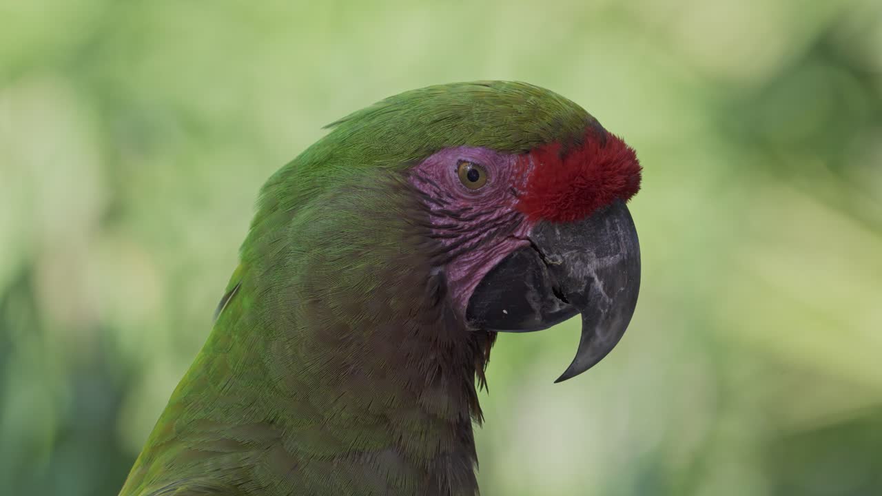 un primer plano de la cabeza de un guacamayo de frente roja