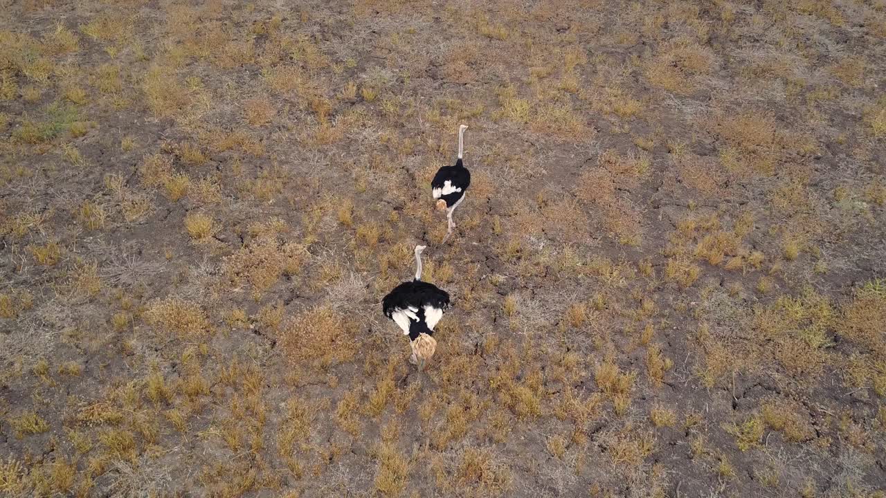 два испуганных страуса взъерошивают перья и бегут, вид сверху с воздуха