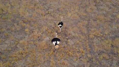 Dos-Avestruces-Sobresaltadas-Que-Agitan-Las-Plumas-Y-Corren,-Vista-Superior-Aérea