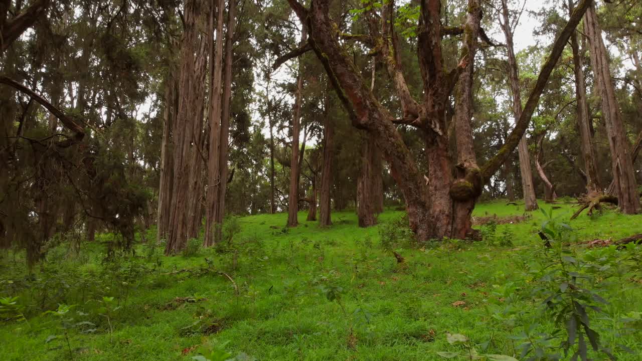 케냐 산의 경사면에 있는 푸른 숲