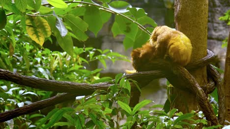 Two golden lion tamarins sit closely together on a tree branch amidst dense green foliage, showcasing their natural habitat. The scene exudes a serene and intimate moment in the rainforest.