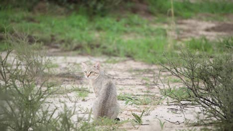 Toma-Amplia-De-Un-Gato-Salvaje-Africano-Sentado-De-Espaldas-A-La-Cámara-Y-Mirando-Hacia-Atrás-Sobre-Su-Hombro,-Parque-Transfronterizo-Kgalagadi