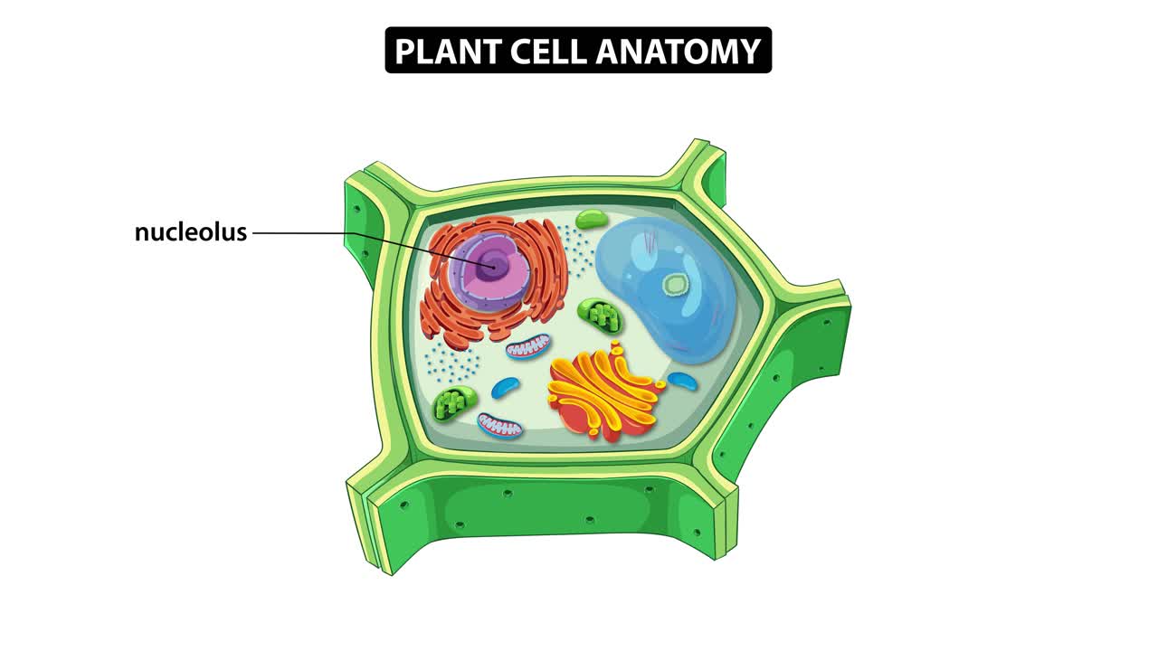 Animation illustrating plant cell components with labels, highlighting organelles and structures in a clear, educational style